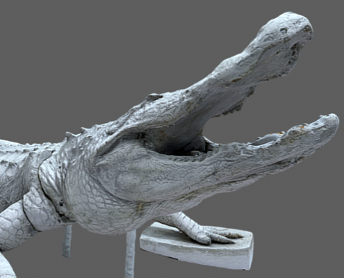 Gipsmodell eines Krokodils